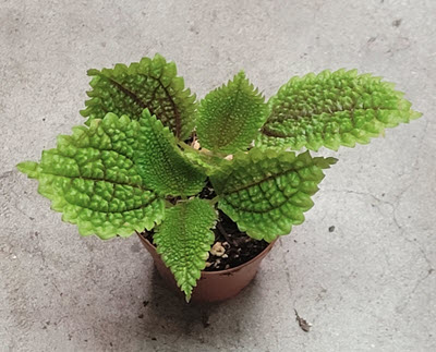 2" Pilea Moon Valley